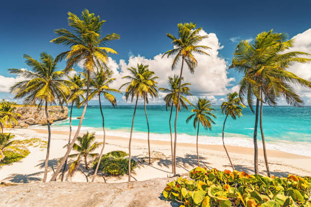 istock Barbados Palm Beach - Bottom Bay 1264287003