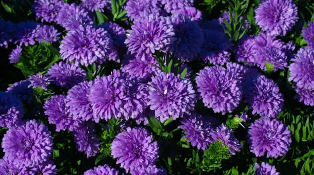 Flowers-Purple Asters-Howard County Indiana