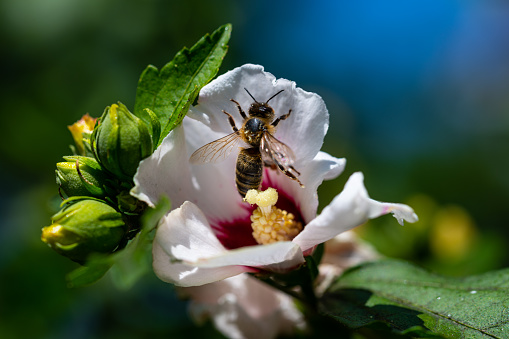 bees  collect pollen in a hibiscus flower in the summer sunshine