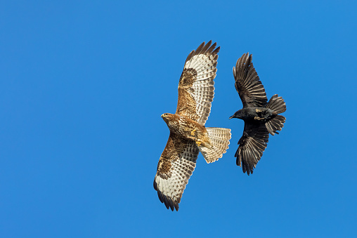 Carrion crow is attacking a common buzzard against the blue sky.