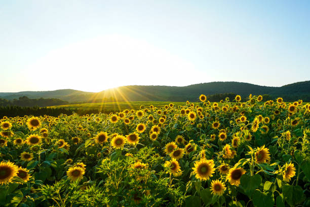 sonnenblumen - sunflower field scenics landscape stock-fotos und bilder