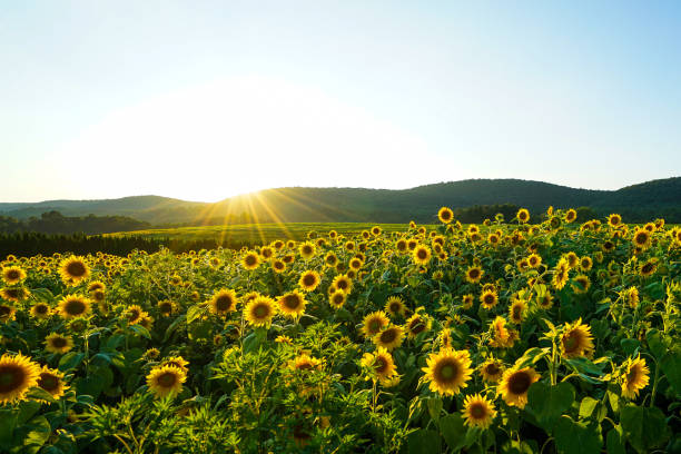 tournesols - sunflower field scenics landscape photos et images de collection