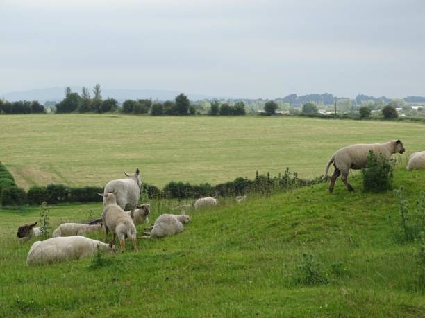 istock Nature of Ireland 1264290087