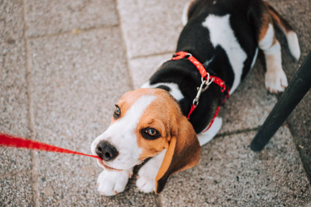 istock Young Beagle puppy playing with his red leash on concrete tiles. 1264291153