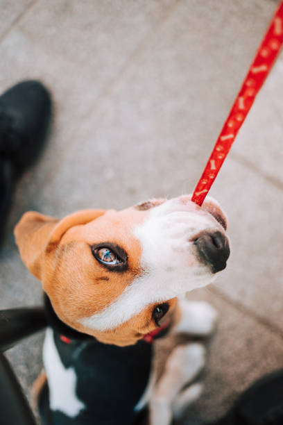 istock Young Beagle puppy playing with his red leash on concrete tiles. 1264291727