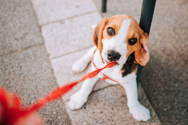 istock Young Beagle puppy playing with his red leash on concrete tiles. 1264291728