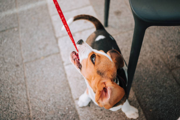 istock Young Beagle puppy playing with his red leash on concrete tiles. 1264291891