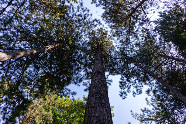 istock Tall pine trees and bark in the evergreen forest 1264292122