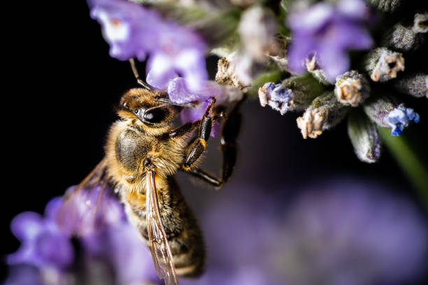 istock honey bee on a lavender flower 1264292364
