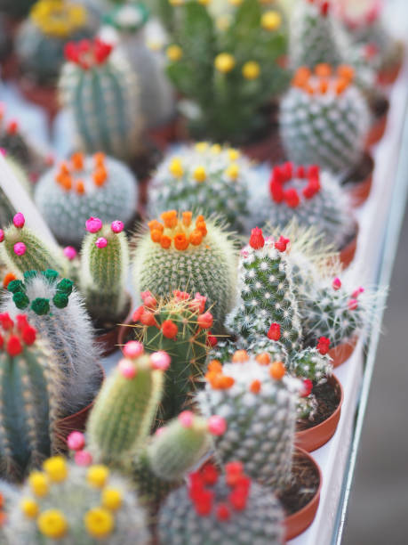 istock Cactus tree green trunk has sharp spikes around blooming in Plastic pots colorful flower 1264292628