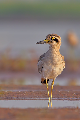 The great stone-curlew or great thick-knee (Esacus recurvirostris) is Near Threatened on IUCN.\n\nThere is urgent need for nest-protection programmes and monitoring of human activities during the dry season. Carry out regular surveys to monitor population trends throughout its range. Quantify the severity and impact of threats across its range. Carry out awareness-raising activities to alleviate human pressures on riverine ecosystems, and lobby against high-impact dam projects. Increase the area of suitable habitat that receives effective protection.