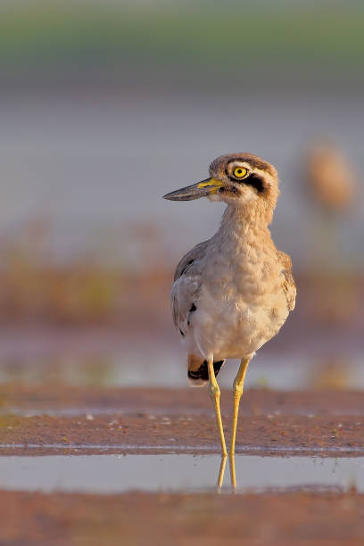 wielki kamień-curlew - stone curlew zdjęcia i obrazy z banku zdjęć