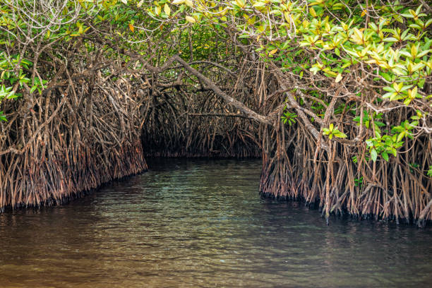 tunel w namorzynach - mystery forest ecosystem natural phenomenon zdjęcia i obrazy z banku zdjęć