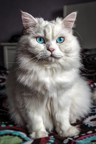 Funny Siberian cat with silly expression and tongue sticking out