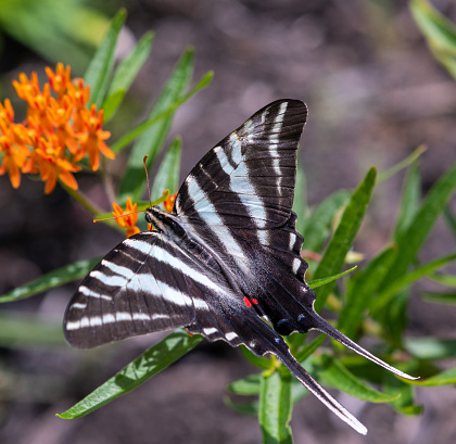 Beautiful zebra swallowtail butterfly feeding on flowers.  Close up view.
