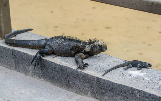 istock Big and small Marine Iguana at Galapagos Islands, Ecuador 1264298069