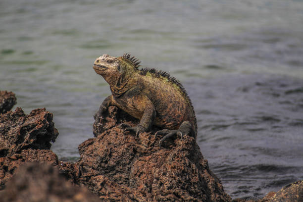 istock Marine Iguana at Galapagos Islands, Ecuador 1264299046
