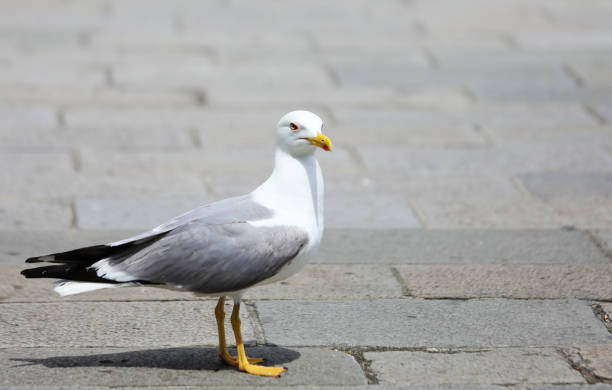 istock Seagull with yellow beak and webbed legs 1264299088