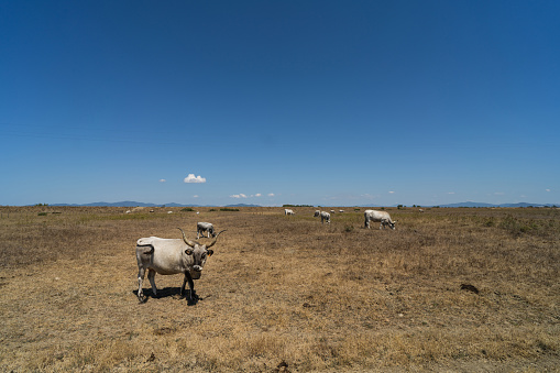 Cattle grazing in Italy: cows in a filed in the Maremma plan