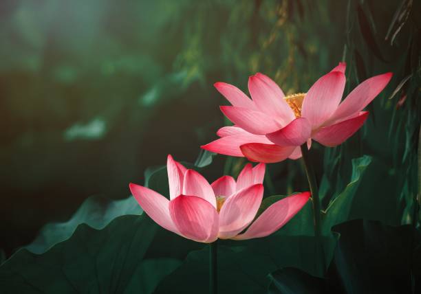 연꽃 - lotus blossom water lily spirituality 뉴스 사진 이미지