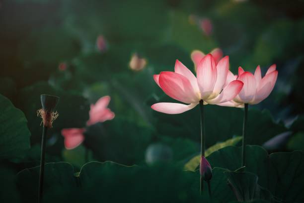 연꽃 - lotus blossom water lily spirituality 뉴스 사진 이미지