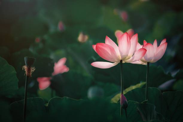 lotus flower - single flower macro lotus close up imagens e fotografias de stock