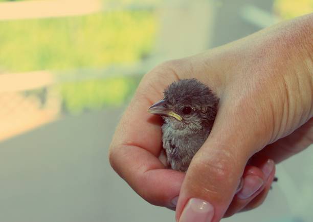 istock Rescued baby sparrow in hand. Small bird. 1264300309