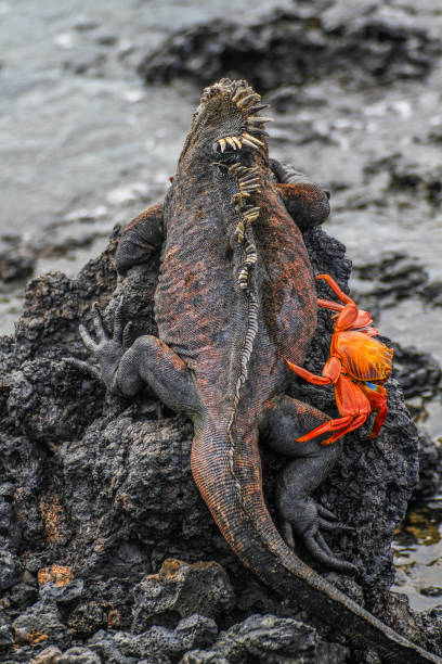 istock Marine Iguana and red crab at Galapagos Islands, Ecuador 1264300312