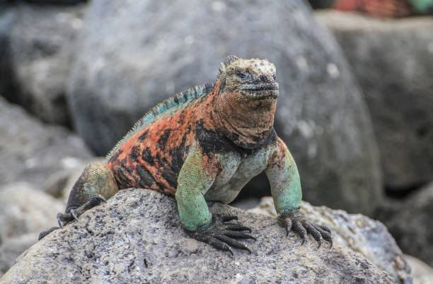 istock Marine Iguana at Galapagos Islands, Ecuador 1264300340