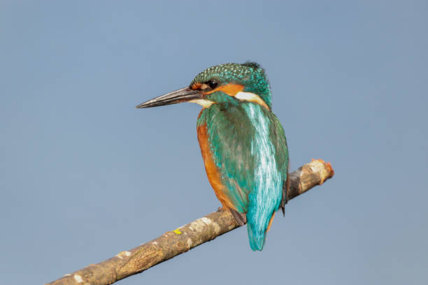 istock Kingfisher waiting for the fish to come along 1264302815