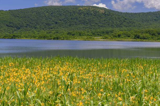 istock Hemerocallis dumortieri var. esculenta in Oguninuma Pond 1264302934