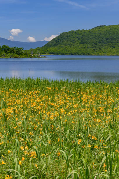 istock Hemerocallis dumortieri var. esculenta in Oguninuma Pond 1264302942