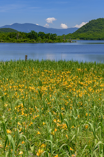 Hemerocallis dumortieri var. esculenta in Oguninuma Pond.Oguninuma Pond located to the west of Mt. Bandai.