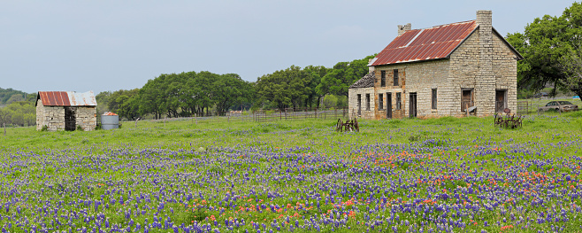 Marble Falls, Texas, USA - April 5, 2019: Daytime panoramic view of a field of Bluebonnets in Texas Hill Country and an abandoned old stone farmhouse.