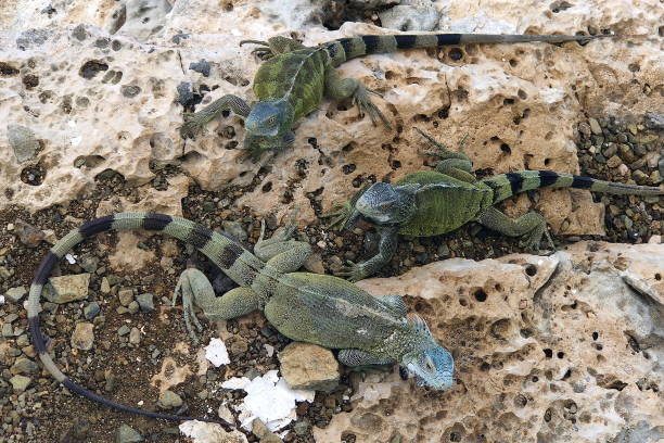 Green iguana sits on the ground, Curacao, Caribbean