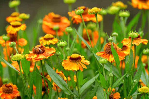 istock Rudbeckia /Black-eyed Susan 1264304672