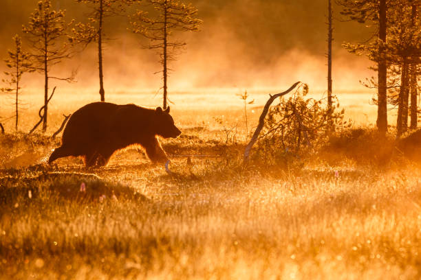 Bear in the Morning Mist stock photo