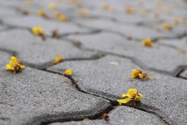 istock select focus dry yellow flower on floor 1264309083