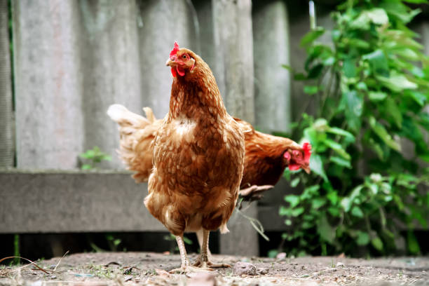 braune hühner stehen auf dem hof gegen grauen zaun - city chicken stock-fotos und bilder