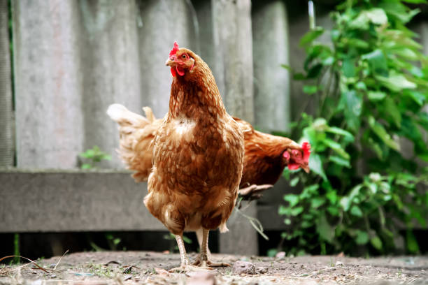 galinhas marrons estão em fazenda contra cerca cinza - city chicken - fotografias e filmes do acervo
