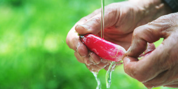 hands wash fresh red radish under small water stream - water human hand stream clean imagens e fotografias de stock