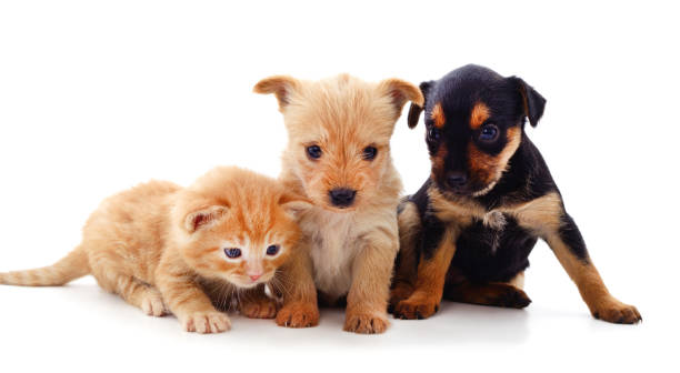 istock Two dogs and a cat. 1264309502