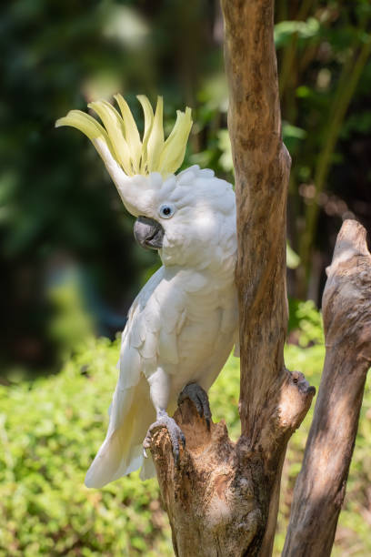 istock the white cockatoo 1264310891