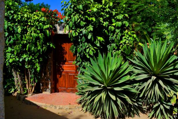 istock Tropical garden, Ngor island, Senegal 1264310953