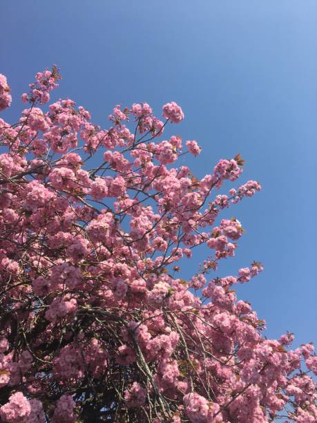 istock A Pink Blossom Tree Against The Blue Sky 1264310958
