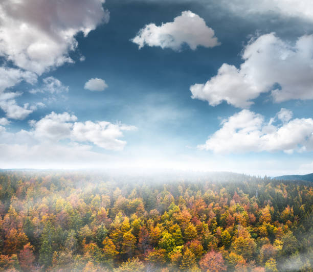 Aerial View On Autumn Forest