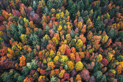 Aerial view on mixed forest in autumn colours.