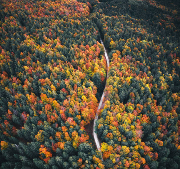 istock Winding Autumn Road 1264310981