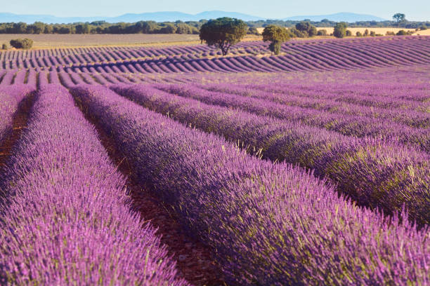 istock Lavender fields in summer. Guadalajara, Spain 1264311313