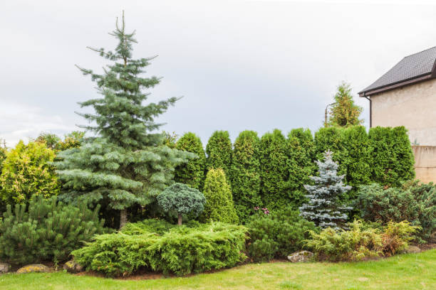 coniferous hedge in a country house Landscaping. Various conifers and shrubs in the composition brush fence stock pictures, royalty-free photos & images